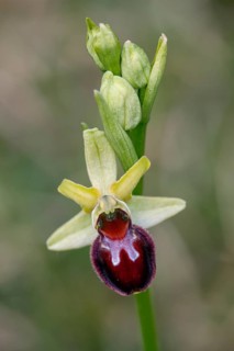Spider orchid (Ophrys sphecodes), single flower, close-up, Pupplinger Au, Isar floodplain, Upper