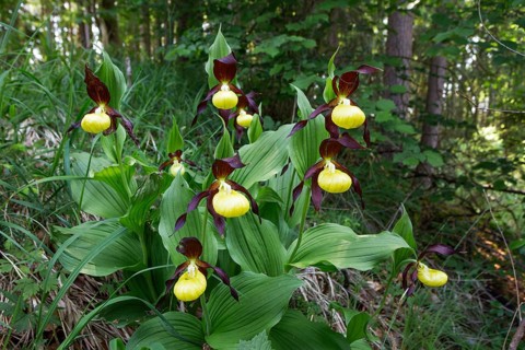 Lady's slipper (Cypripedium calceolus), several in deciduous forest, Upper Bavaria, Germany