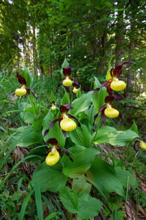 Lady's slipper (Cypripedium calceolus), several in deciduous forest, Upper Bavaria, Germany