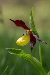 Lady's slipper (Cypripedium calceolus), single flower, Pupplinger Au, Isar floodplain, Upper