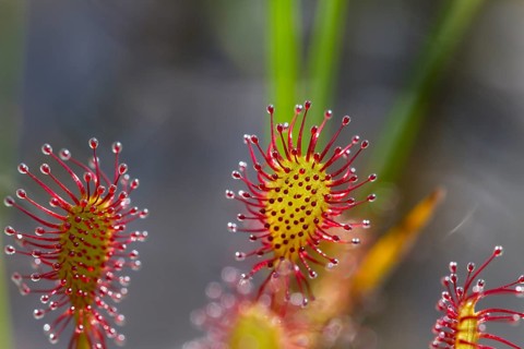 Oblong-leaved sundew (Drosera intermedia), leaves with adhesive glands, bog, raised bog, Upper