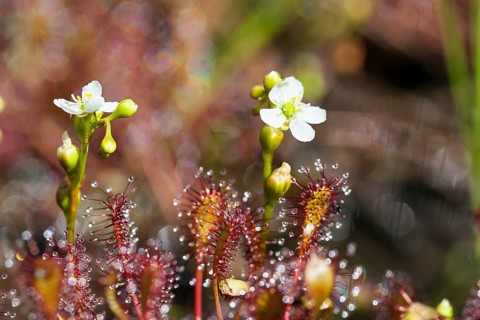 Oblong-leaved sundew (Drosera intermedia), flowers and leaves with adhesive glands, bog, raised