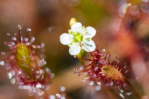 Oblong-leaved sundew (Drosera intermedia), flower and leaves with adhesive glands, bog, raised bog,