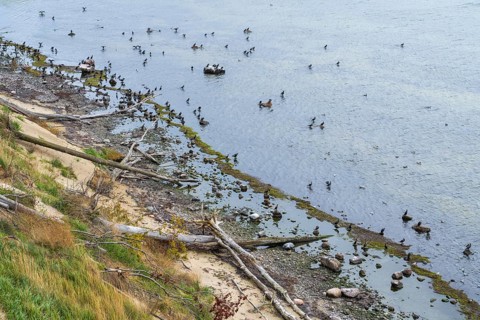 Cliff coast on Nordperd, view of the sea from above, birds on the shore, nature reserve, Baltic