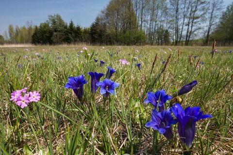 Stemless gentian (Gentiana clusii) and primrose (Primula farinosa), flowering meadow, fen, Upper