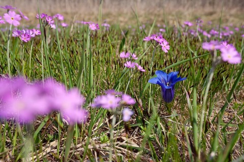 Mealy primrose (Primula farinosa) and Stemless gentian (Gentiana clusii), flower meadow, fen, Upper