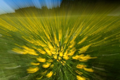 Buttercup (Ranunculus acris), meadow abstract, experimental, zoom, Upper Bavaria, Germany