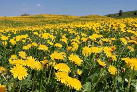 Dandelion, (Taraxacum officinale), yellow flowering meadow to the horizon, spring, Upper Bavaria,