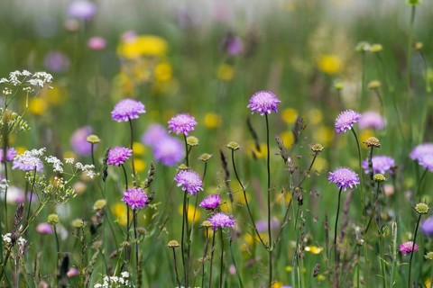 Flower meadow with widow flowers (Knautia arvensis), Upper Bavaria, Germany
