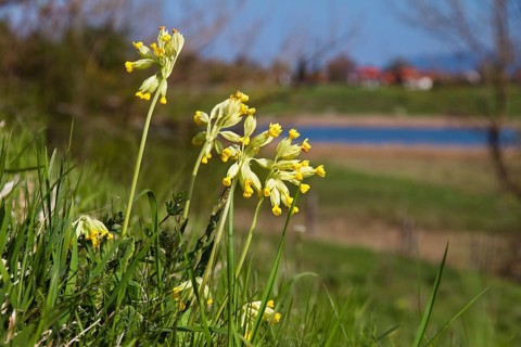 Spring cowslip (Primula veris), landscape, Upper Bavaria, Germany