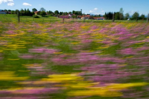 Flower meadow with buttercups (Ranunculus acris) and cuckoo flowers (Lychnis flos-cuculi), moving