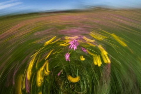 Abstract flower meadow with buttercups (Ranunculus acris) and cuckoo flowers (Lychnis flos-cuculi),