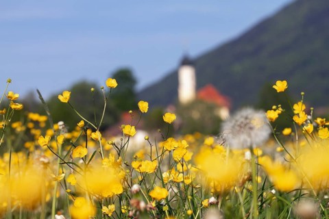 Buttercup meadow, Ranunculus acris on the outskirts of Bichl, Upper Bavaria, Germany