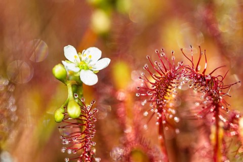 Oblong-leaved sundew (Drosera intermedia), flowers and leaves with adhesive glands, Upper Bavaria,