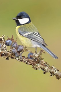 Great tit (Parus major), sitting on a branch in a blackthorn bush, (Prunus spinosa), sloes, with