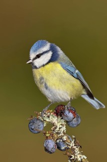 Blue tit (Parus caeruleus), sitting on a branch in a blackthorn bush, (Prunus spinosa), sloes, with