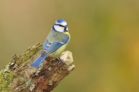 Blue tit (Parus caeruleus), sitting on moss-covered dead wood, Wilnsdorf, North Rhine-Westphalia,