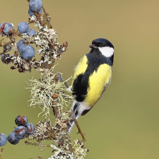 Great tit (Parus major), sitting on a branch in a blackthorn bush, (Prunus spinosa), sloes, with
