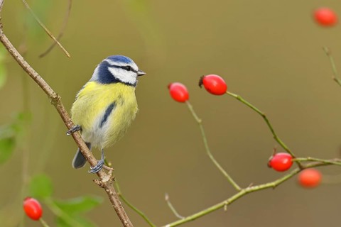 Blue tit (Parus caeruleus), sitting on a twig in a rose hip bush (Rosa canina), Wilnsdorf, North