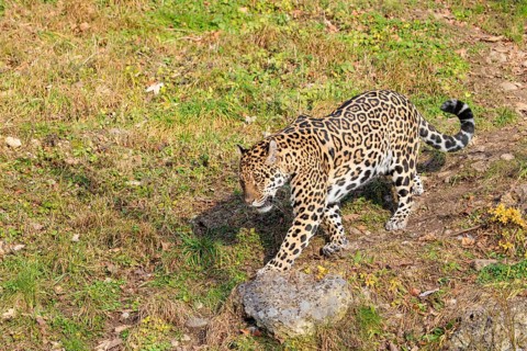 An adult jaguar (Panthera onca) runs across a green meadow in hilly terrain on a sunny day. Captive