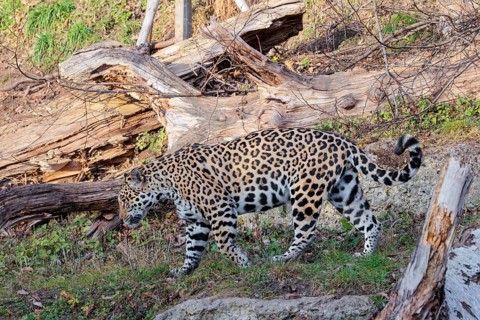 An adult jaguar (Panthera onca) runs across a dry meadow on a sunny day, with rotting tree trunks