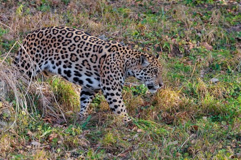 An adult jaguar (Panthera onca) runs across a green meadow on a sunny day. Captive