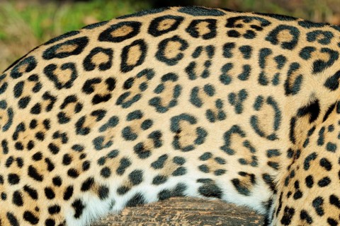 Pattern of a jaguar (Panthera onca) fur