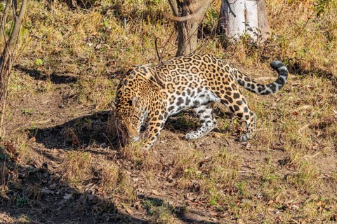 An adult jaguar (Panthera onca) sniffs the ground on a sunny day in a dry meadow in hilly terrain.