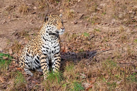An adult jaguar (Panthera onca) sits on a dry meadow in hilly terrain on a sunny day. Captive