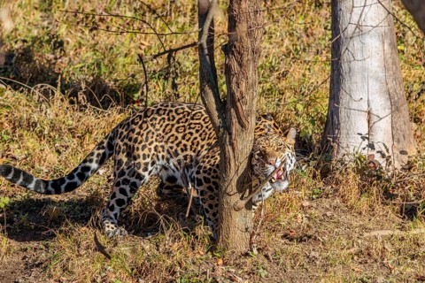 An adult jaguar (Panthera onca) sniffs a tree on a sunny day in a dry meadow in hilly terrain.