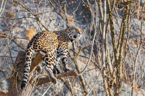 An adult jaguar (Panthera onca) stands high up in a tree on a sunny day in hilly terrain. Captive