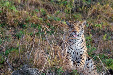 An adult jaguar (Panthera onca) sits on a dry meadow in hilly terrain on a sunny day and looks at