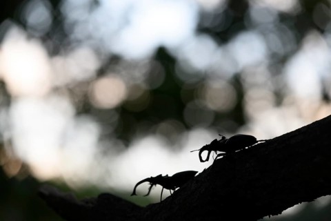 Two stag beetles (Lucanus cervus) silhouetted on a branch in the evening light and shadow, Dammer