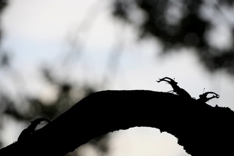 Silhouette of two stag beetles (Lucanus cervus) n on a branch in front of a twilight background,