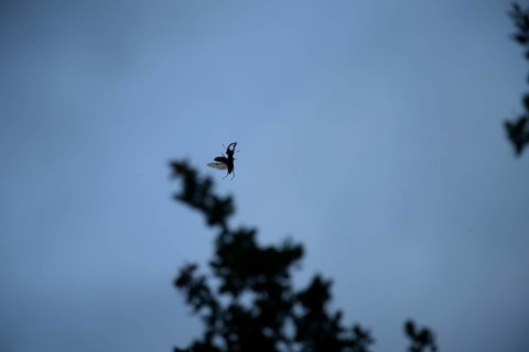 A stag beetle (Lucanus cervus) flies through the air in front of a blue sky and branches, Dammer