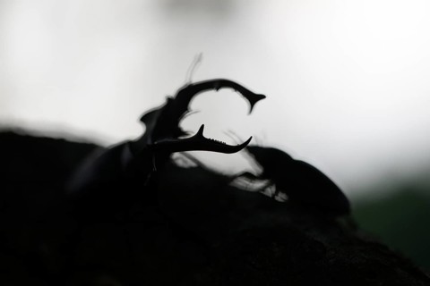 Two stag beetles (Lucanus cervus) in silhouette, facing each other at dusk, Dammer Berge, Dümmer