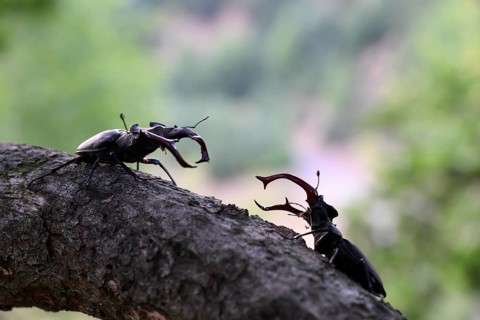 Two stag beetles (Lucanus cervus) confronting each other on a branch, Dammer Berge, Dümmer nature