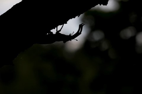 Stag beetle (Lucanus cervus) in silhouette against a dark background on a branch, Dammer Berge,