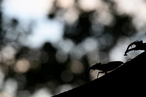 Silhouette of a stag beetle (Lucanus cervus) on a branch in the soft light of dusk, Dammer Berge,