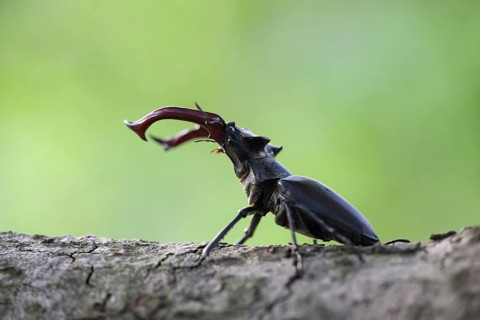 A stag beetle (Lucanus cervus) stands on a branch, the background shows blurred green, Dammer
