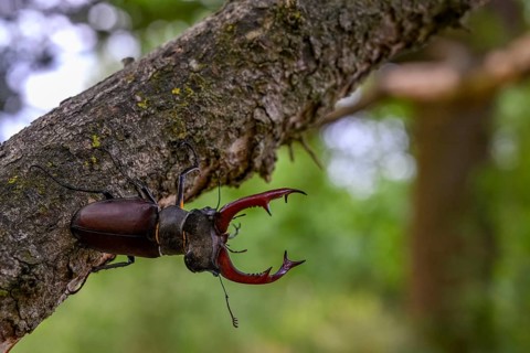 A stag beetle (Lucanus cervus) on a tree trunk in the forest, surrounded by natural vegetation,