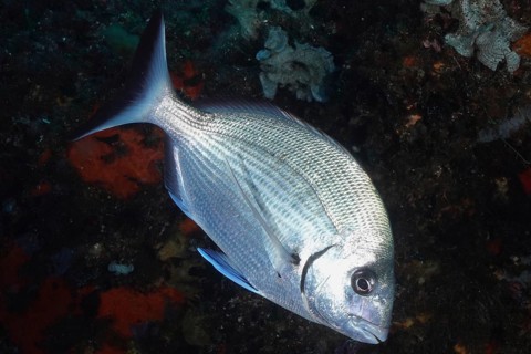 A silvery fish, the Great White Seabream (Diplodus sargus sargus), swimming in the darkness of the