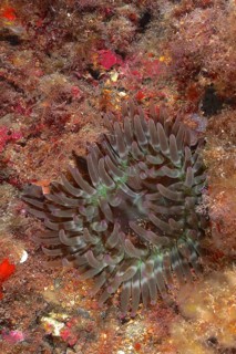 A rock gold rose (Cribrinopsis crassa), sea anemone, sits on a colourful, overgrown seabed in the