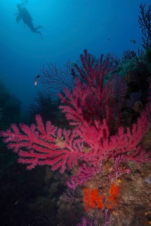 A diver overlooks Violescent sea-whip (Paramuricea clavata) in deep blue water in the Mediterranean
