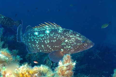 A Dusky Grouper (Epinephelus marginatus) (Mycteroperca marginatus) swims near the seabed surrounded