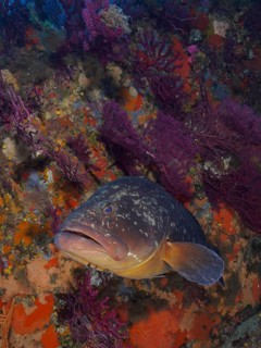 A Dusky Grouper (Epinephelus marginatus) (Mycteroperca marginatus) rests among colourful corals and
