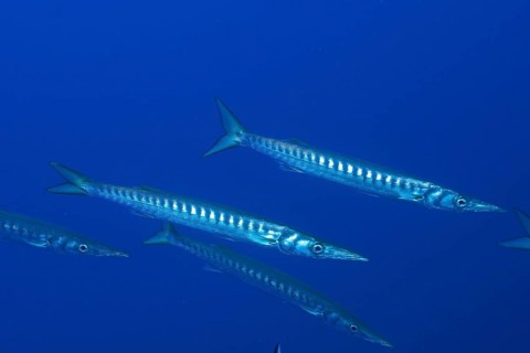 Two barracudas (Sphyraena sphyraena) swimming side by side in the blue water in the Mediterranean