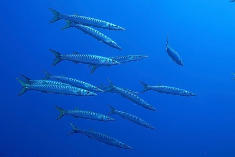 A group of barracudas (Sphyraena sphyraena) moves through the blue water in the Mediterranean Sea