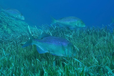 Three bream, dentex (Dentex dentex) swimming over a carpet of seaweed, Neptune grass (Posidonia