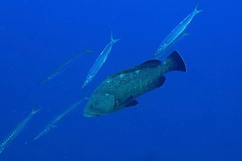 A large Dusky Grouper (Epinephelus marginatus) (Mycteroperca marginatus) swims in a blue ocean